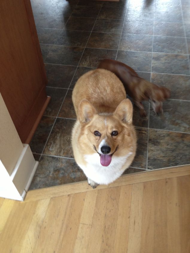 fattest Corgi I'd ever seen, but he did slim down