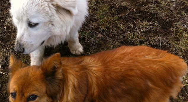 this is the only photo I can find. Half Corgi, half Chow, half a tail and 100% tough